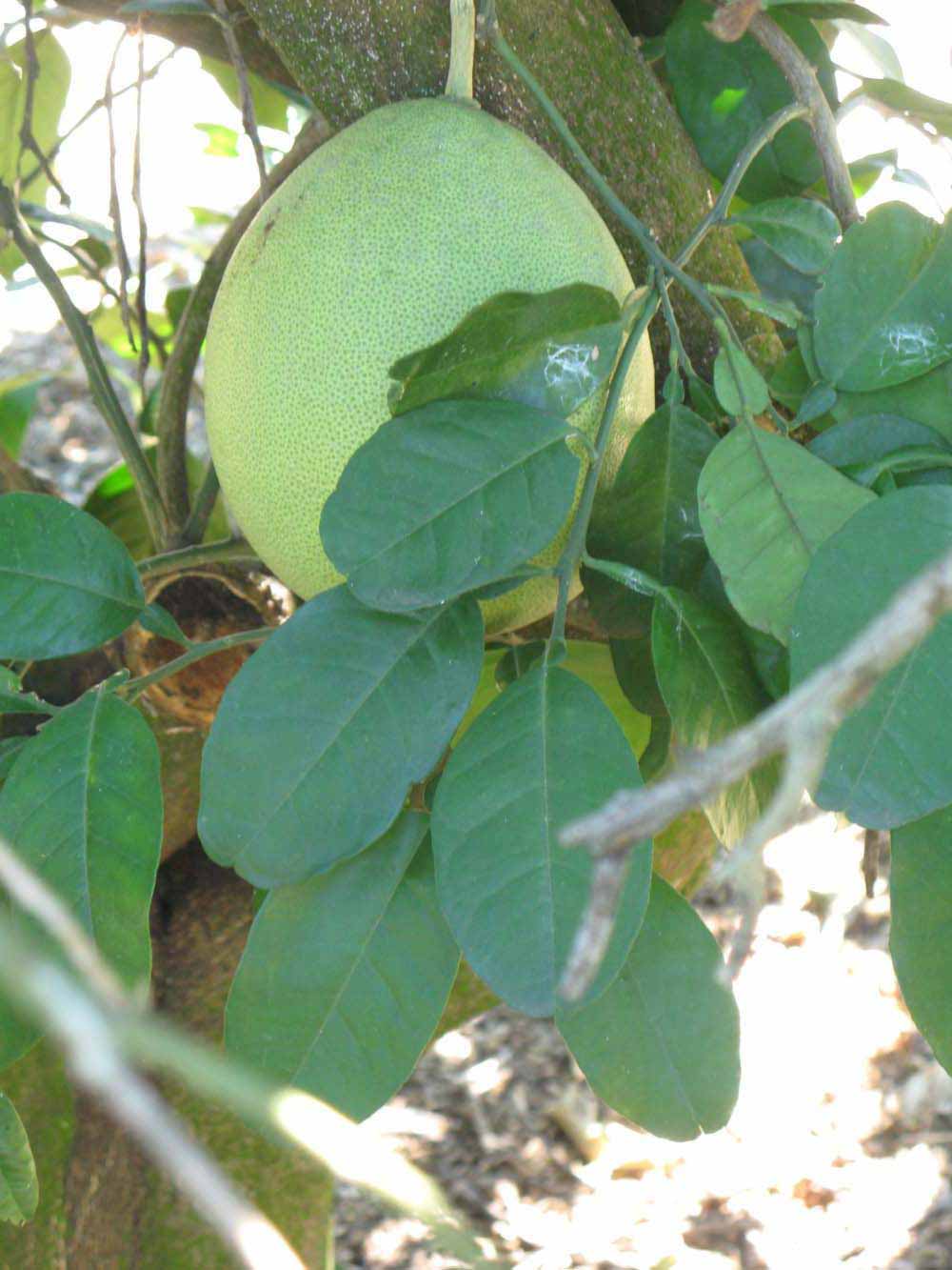              Shade leaves (Winter Haven, FL)       